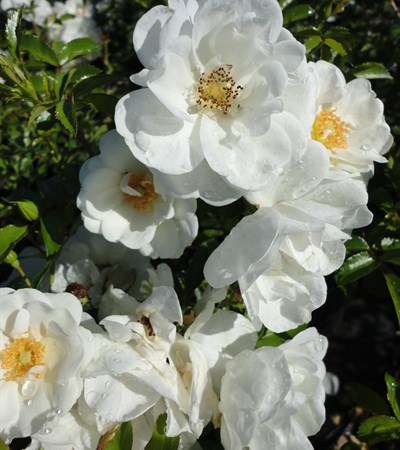 Rose Balconia® Innocencia